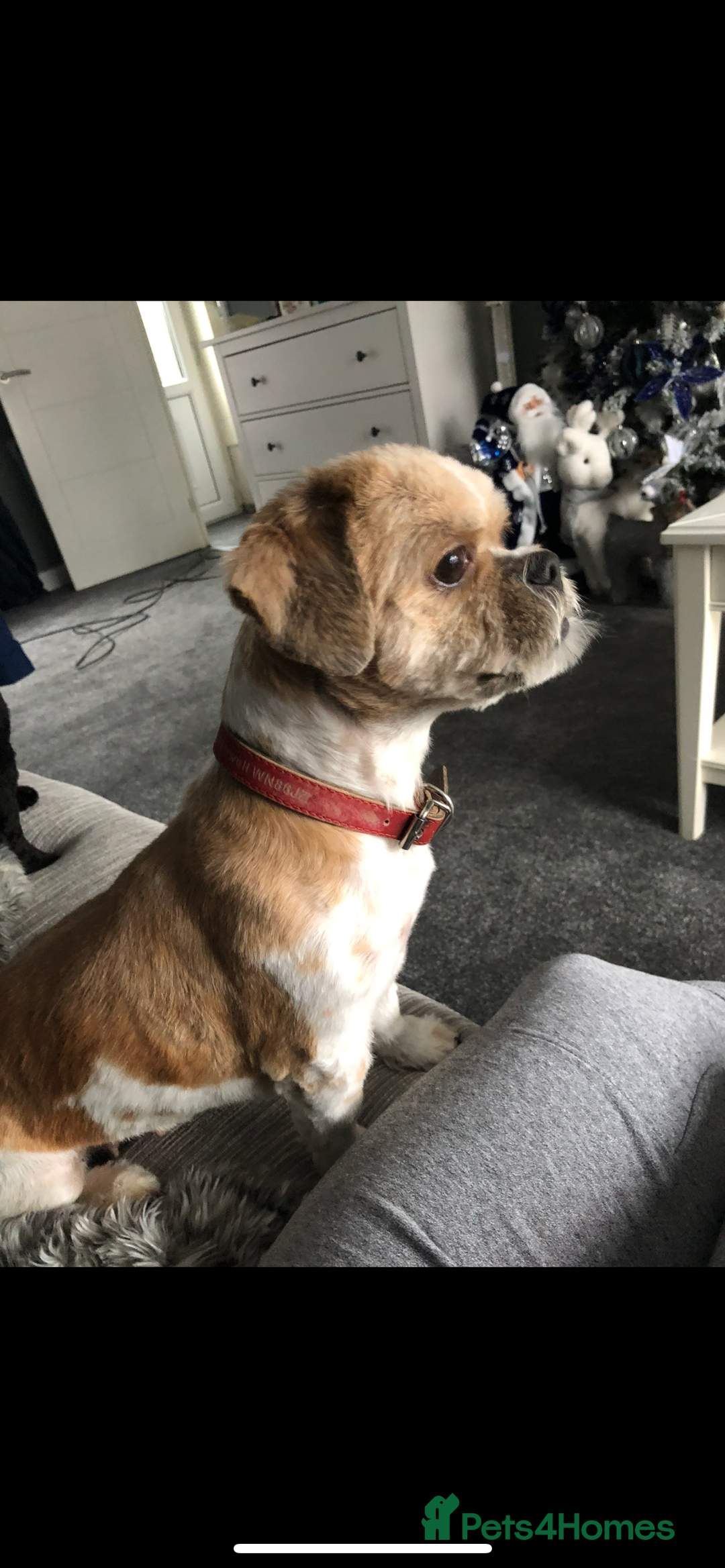 Shih Tzu dogs for sale: Narla is 8 years old not a puppy  - Image 4