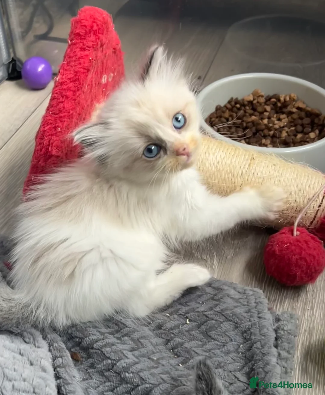 Ragdoll cats for sale: RAGDOLL KITTENS  - Advert 2