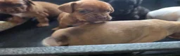 Mixed Breed dogs for sale: READY NOW Cocker Spaniel x Fenchie puppies - Advert 8