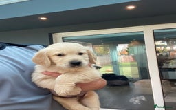 Golden Retriever dogs for sale: 5⭐️ Golden Retriever Puppies - Ready Soon ❤️🐶 - Image 25