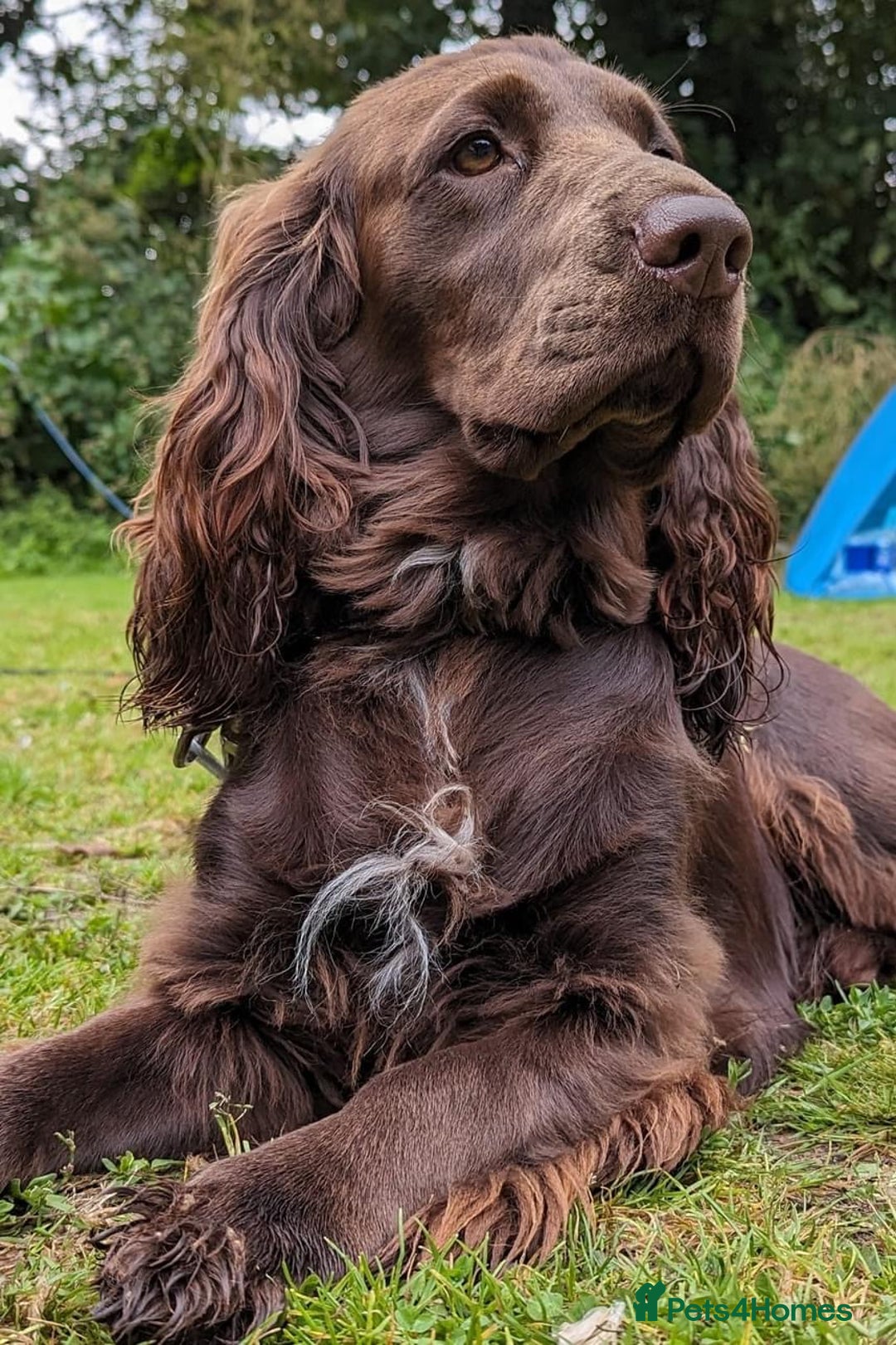 Cocker Spaniel dogs for stud: Cocker Spaniel for Stud - Advert 3
