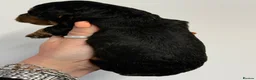 Cockapoo dogs for sale: Stunning  F1 Cockapoo black sable  - Advert 7