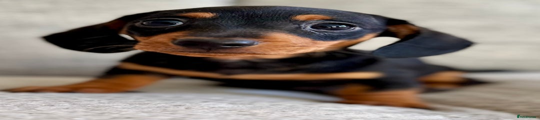 Miniature Dachshund Puppy 1