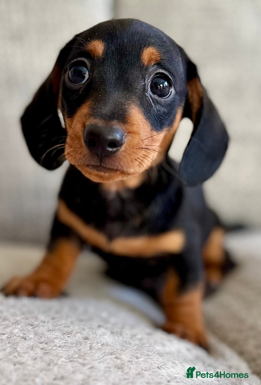 Miniature Dachshund dogs for sale: Three little miniature dachshund boys  - Advert 5