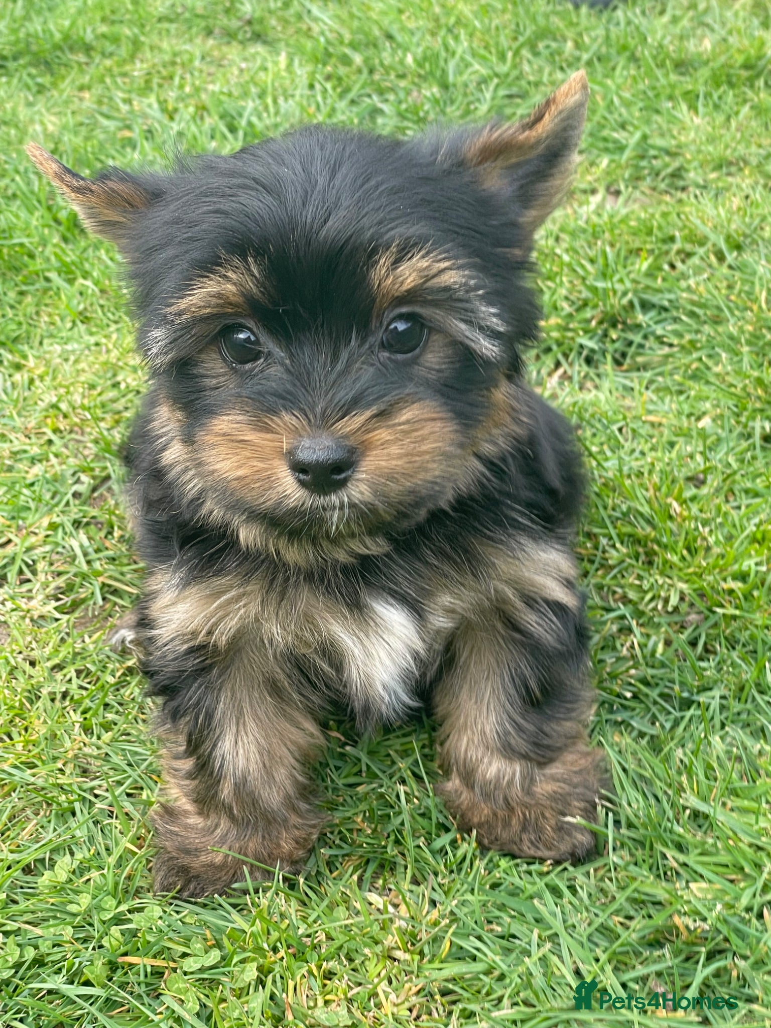 Yorkshire Terrier dogs York Terrier ,Black Tan - Advert 2