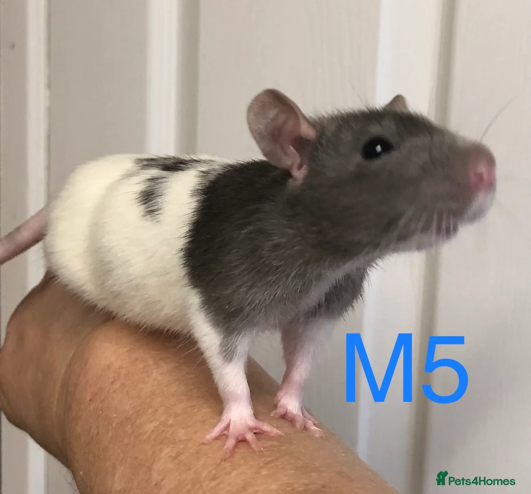 Rat rodents for sale: Beautiful tame fancy rats - Advert 14