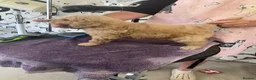 Goldendoodle dogs for sale: Golden doodles F1 in Grimsby - Advert 8
