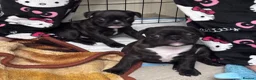 French Bulldog dogs for sale: Beautiful French bulldog puppies-surprise litter - Advert 6