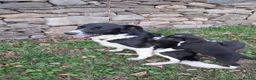 Border Collie dogs for sale: Gorgeous sheepdog puppies - Advert 4