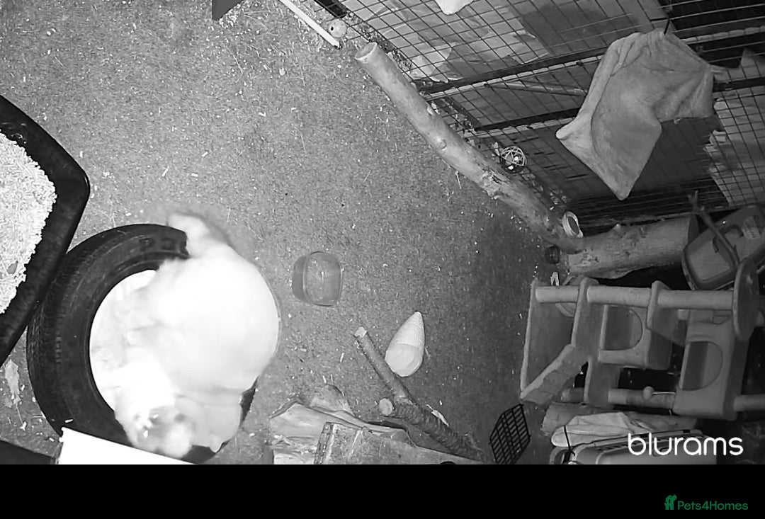 British Shorthair cats for stud: British shorthair proven stud - Advert 12