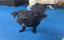 Labrador Retriever dogs for sale: 9 month old male Black Labrador  - Advert 4