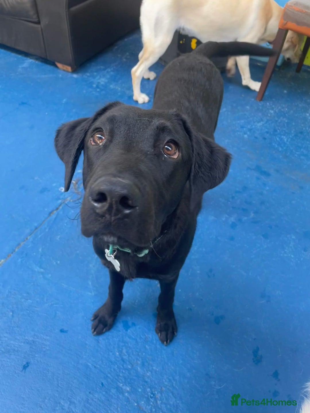 Labrador Retriever dogs for sale: 9 month old male Black Labrador  - Advert 4