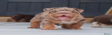 English Bulldog 1