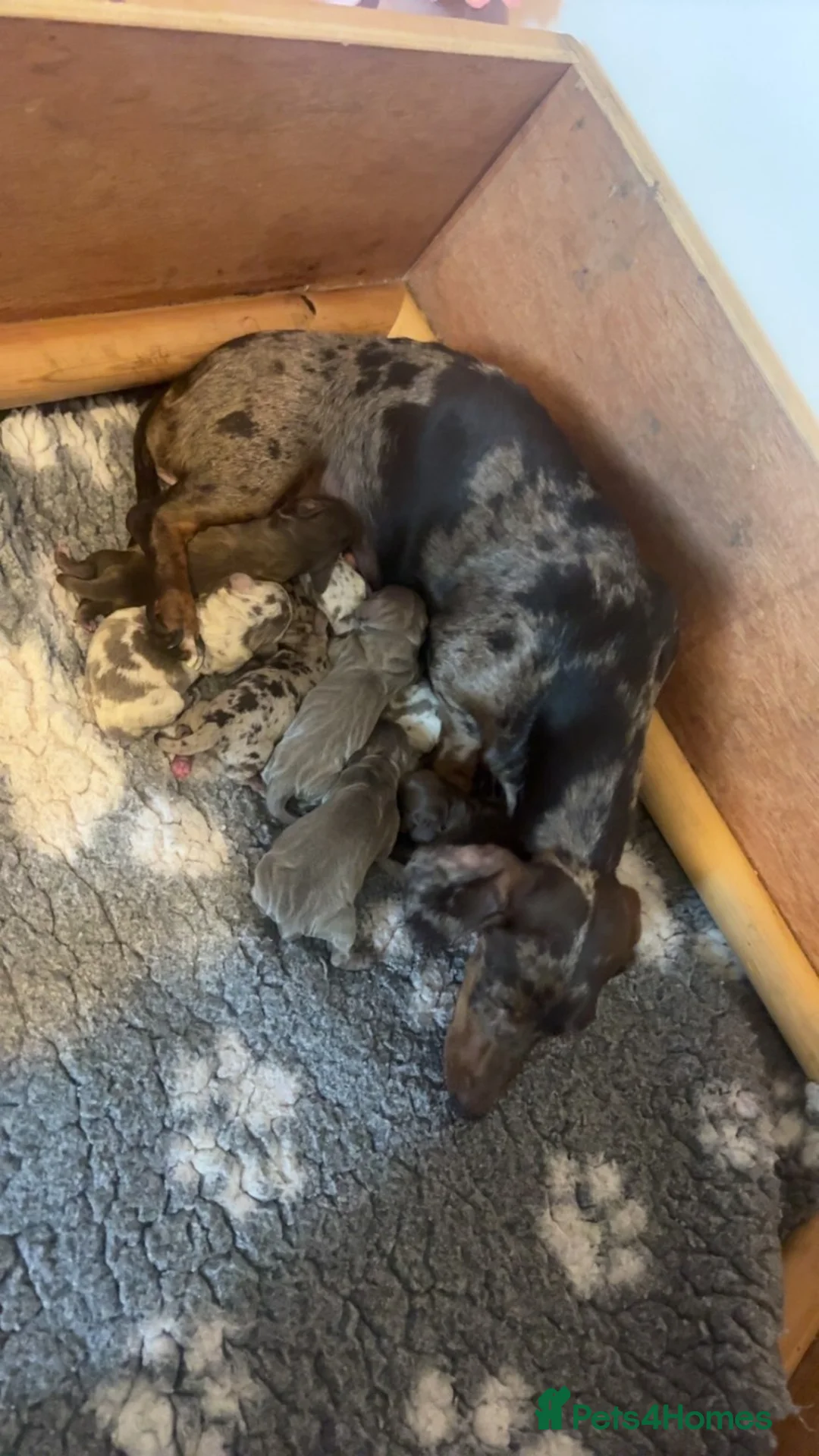 Miniature Dachshund dogs for sale: ⭐️KC Registered Miniature Dachshunds⭐️ - Advert 1