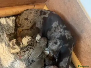 Miniature Dachshund dogs ⭐️KC Registered Miniature Dachshunds⭐️ - Advert 2