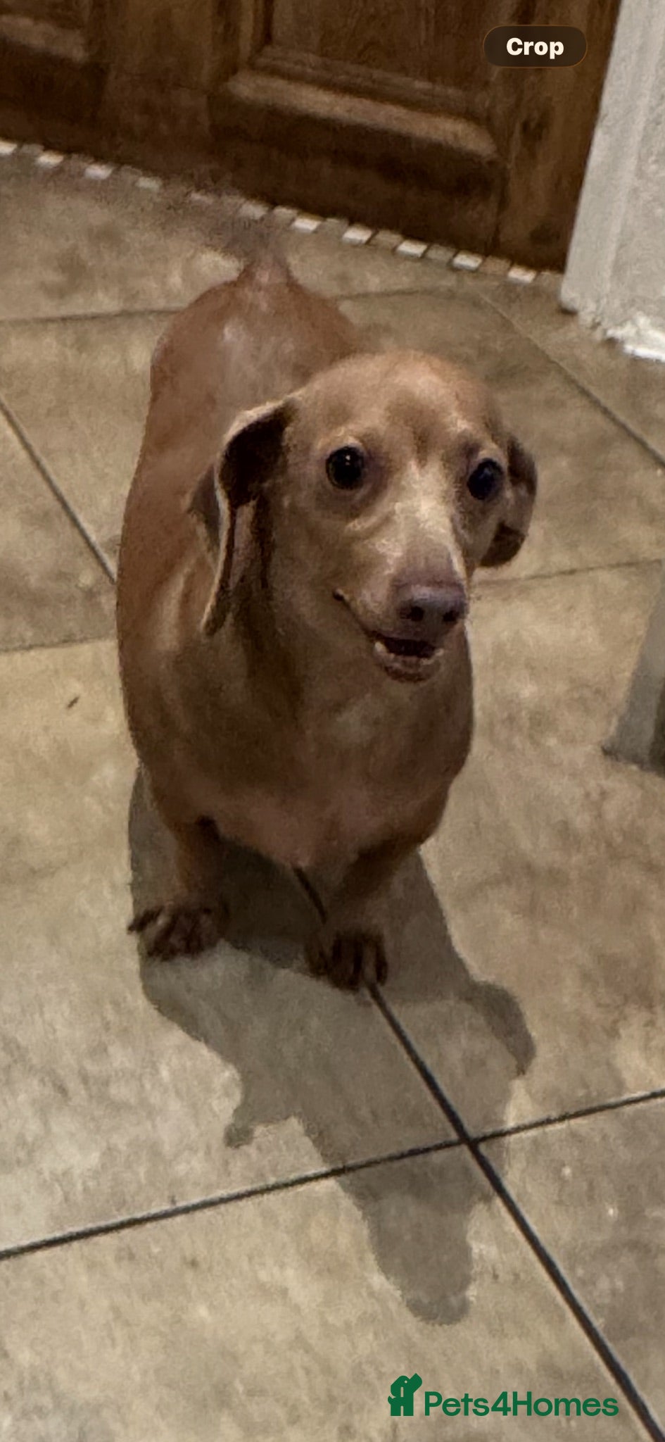 Miniature Dachshund dogs Gorgeous Female Dachshund  - Advert 11