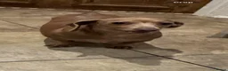 Miniature Dachshund dogs for sale: Gorgeous Female Dachshund  - Advert 1