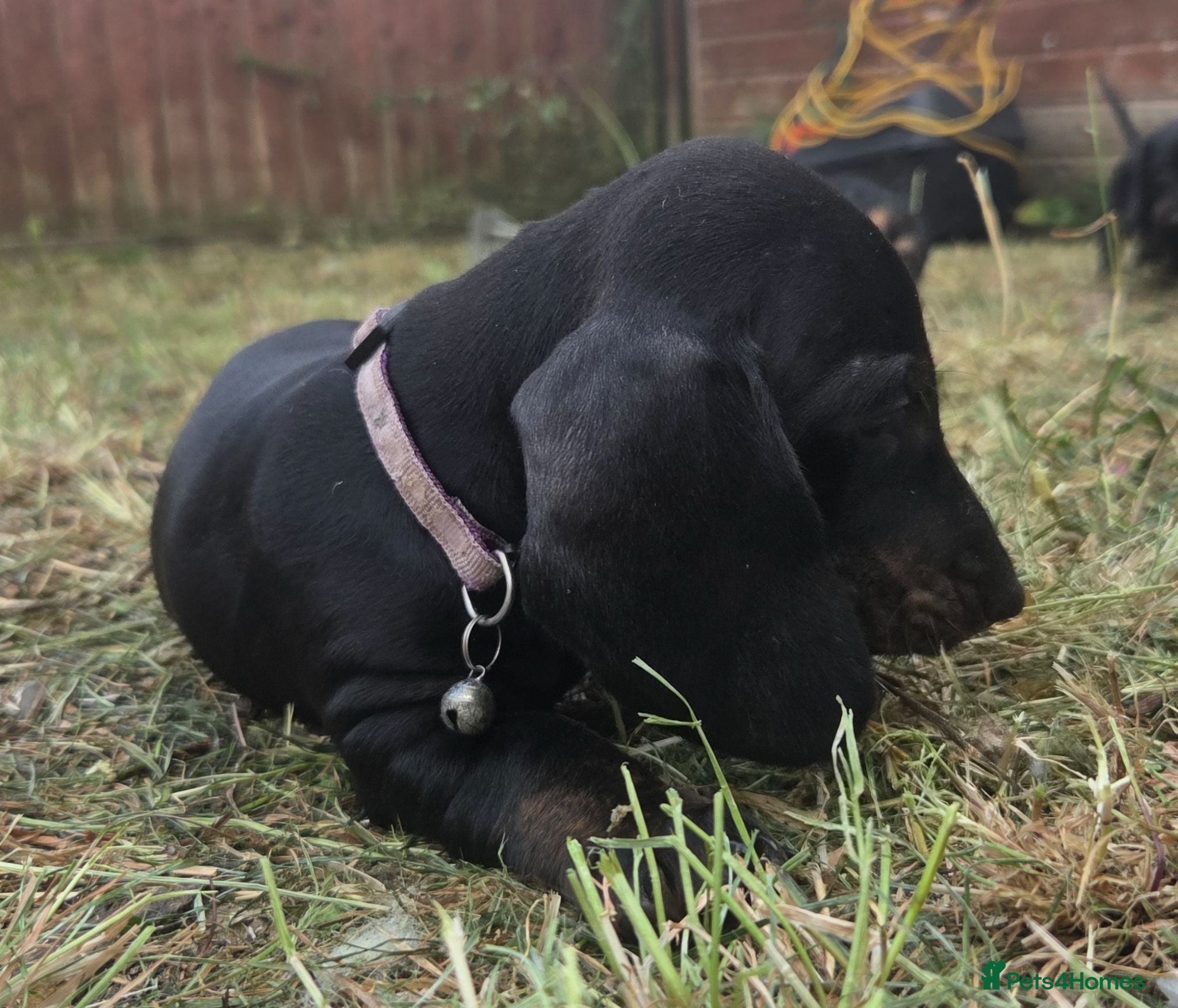 Dachshund dogs 2 kc reg black and tan brindles left - Advert 2