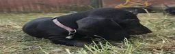 Dachshund dogs for sale:  kc registered standard smooths - Advert 12