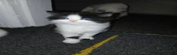 Mixed Breed cats for sale: kittens to good home  - Advert 9