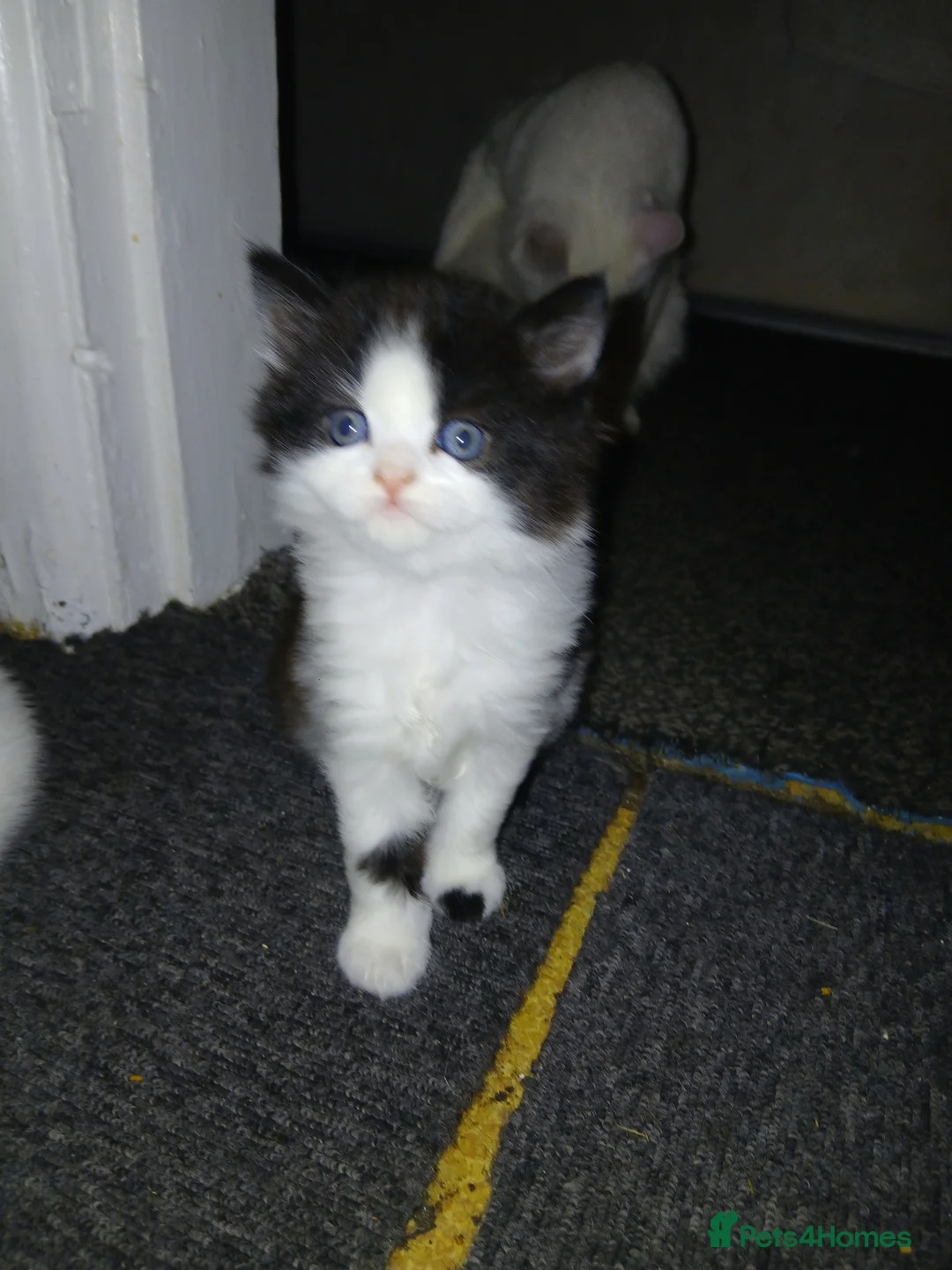 Mixed Breed cats for sale: kittens to good home  - Advert 9