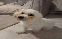 Mixed Breed dogs for sale: 11 month old Maltese x bichon - Image 1