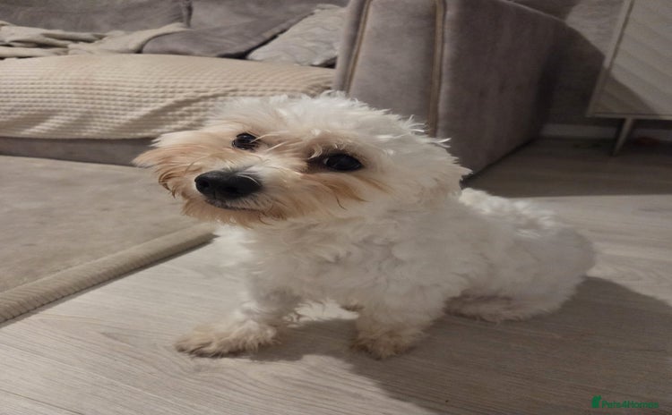 Mixed Breed dogs - Advert 1