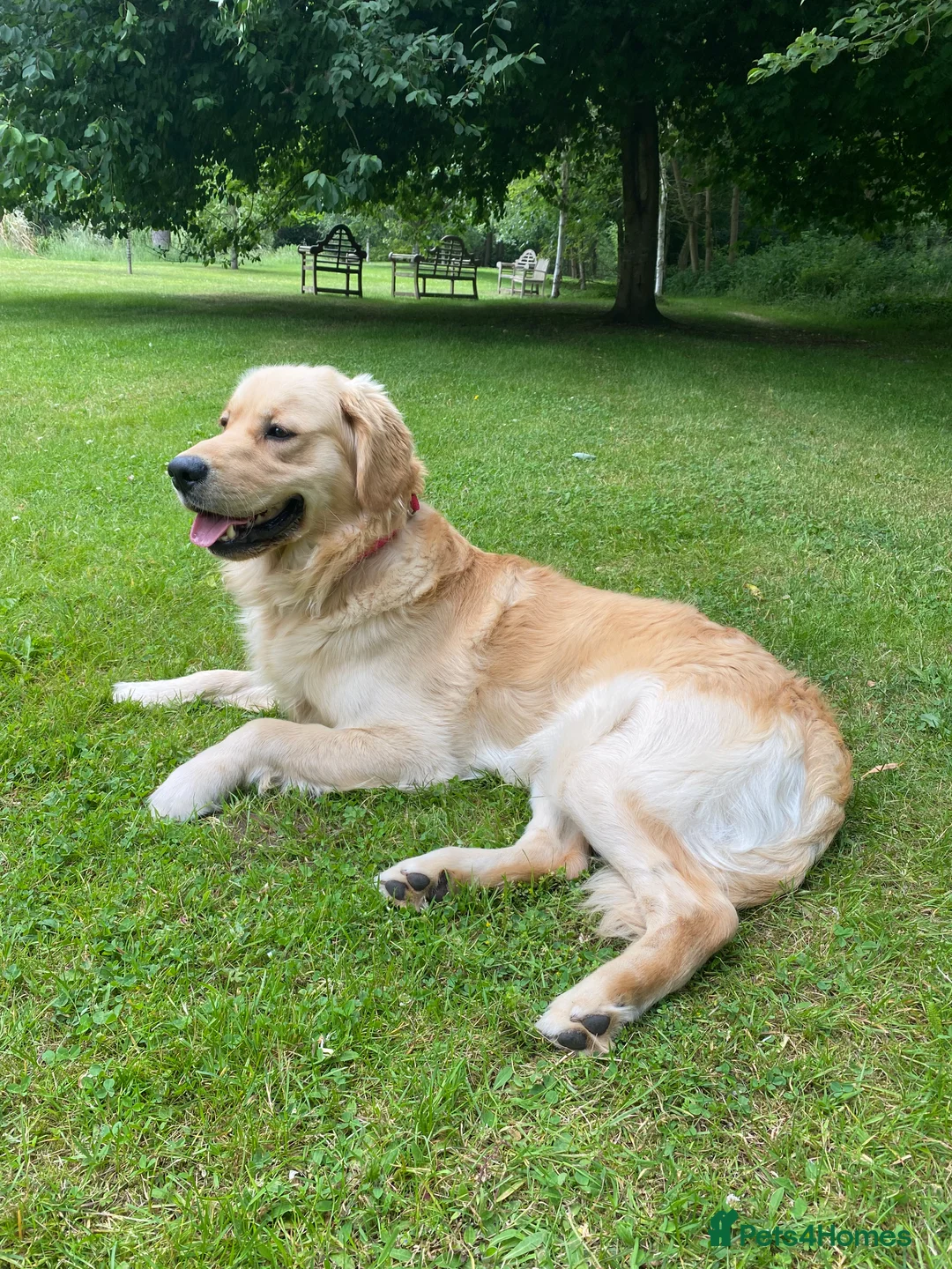 Golden Retriever dogs for sale: 💛🤍 5 Star ⭐️🐶 Golden Retriever Pups 🐶 🌟🤍💛 - Advert 5