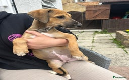 Lurcher dogs for sale: 17 month old lurcher  - Image 6