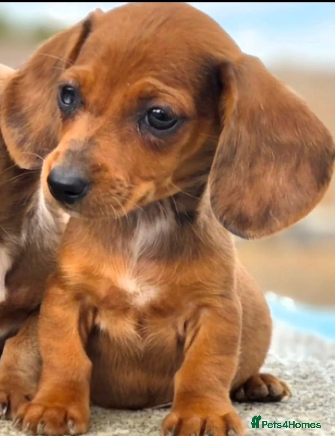 Dachshund dogs for sale: Healthy Dachshunds - Advert 2