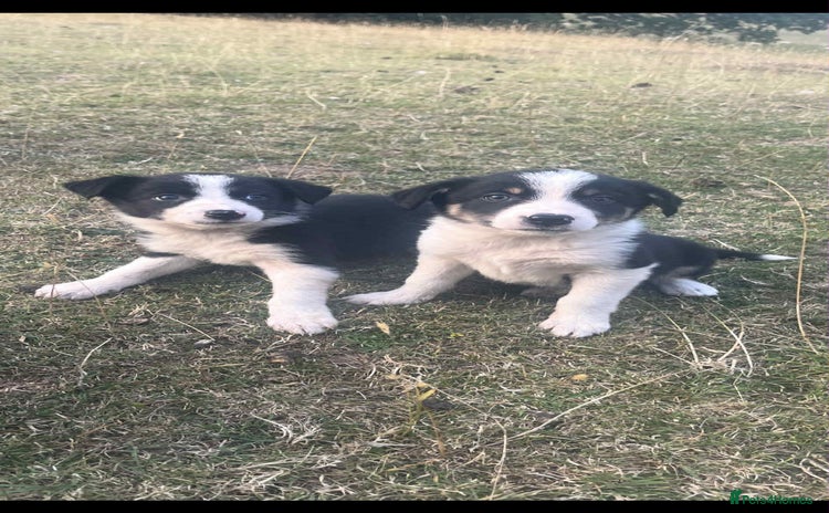 Border Collie dogs - Advert 2