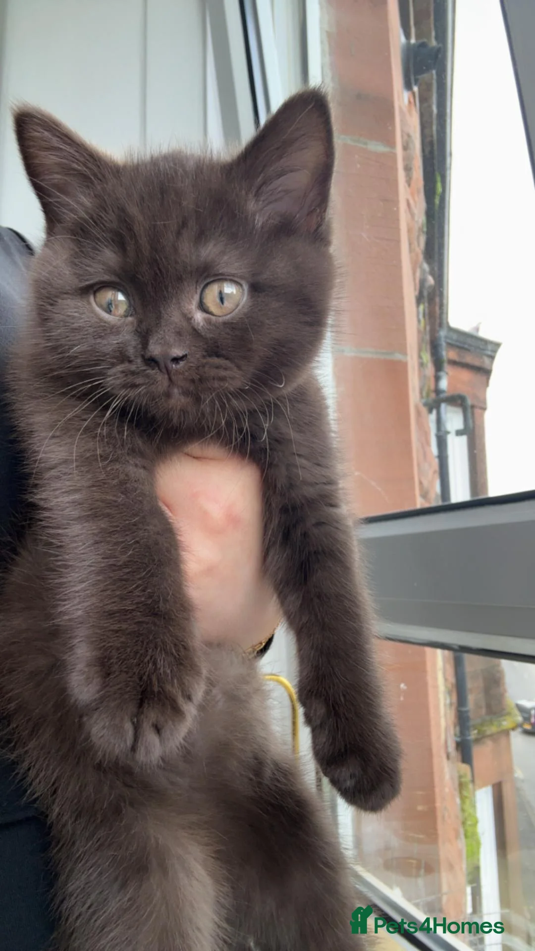 British Shorthair cats for sale: Chocolate British Shorthair for sale in Glasgow - Advert 2
