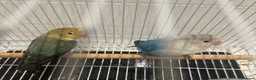 Lovebirds birds for sale: Pair of hand fed love birds - Fischers - Advert 2