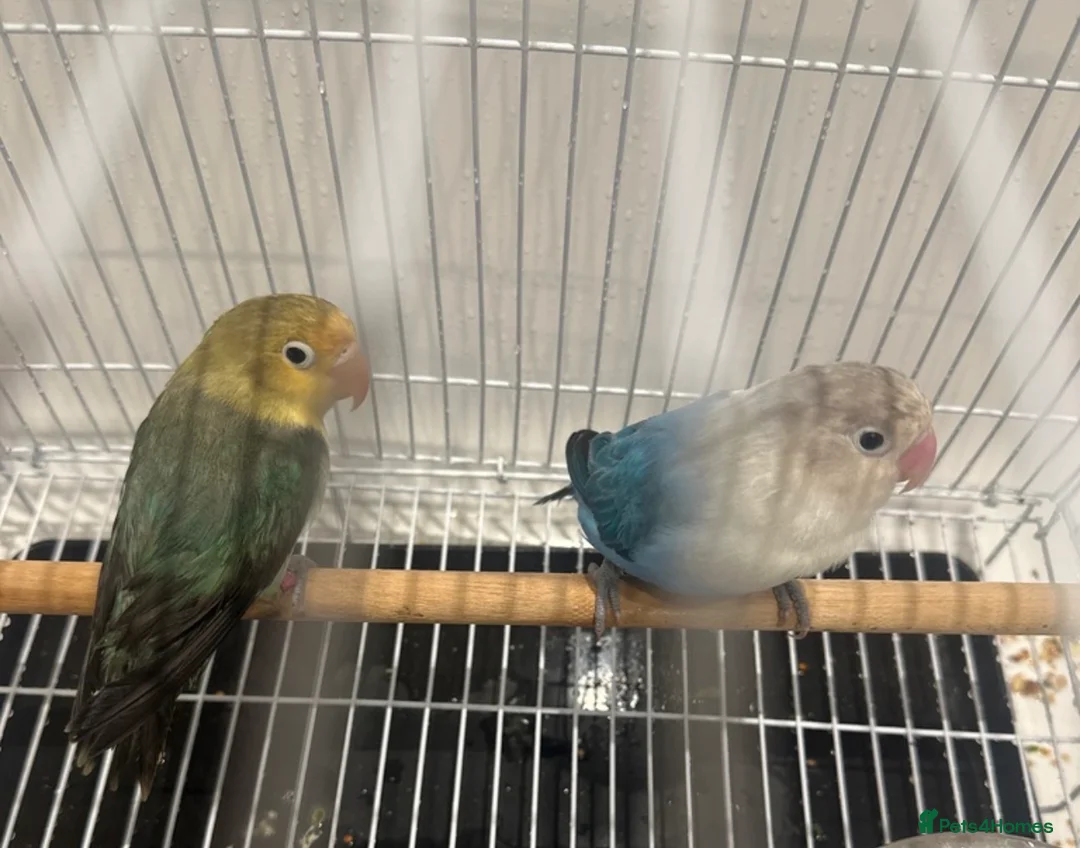 Lovebirds birds for sale: Pair of hand fed love birds - Fischers - Advert 2