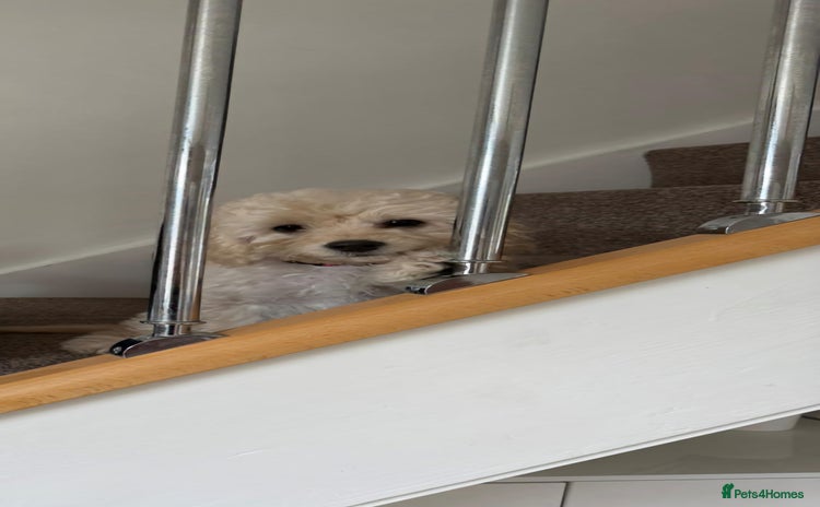 Cockapoo dogs - Advert 5