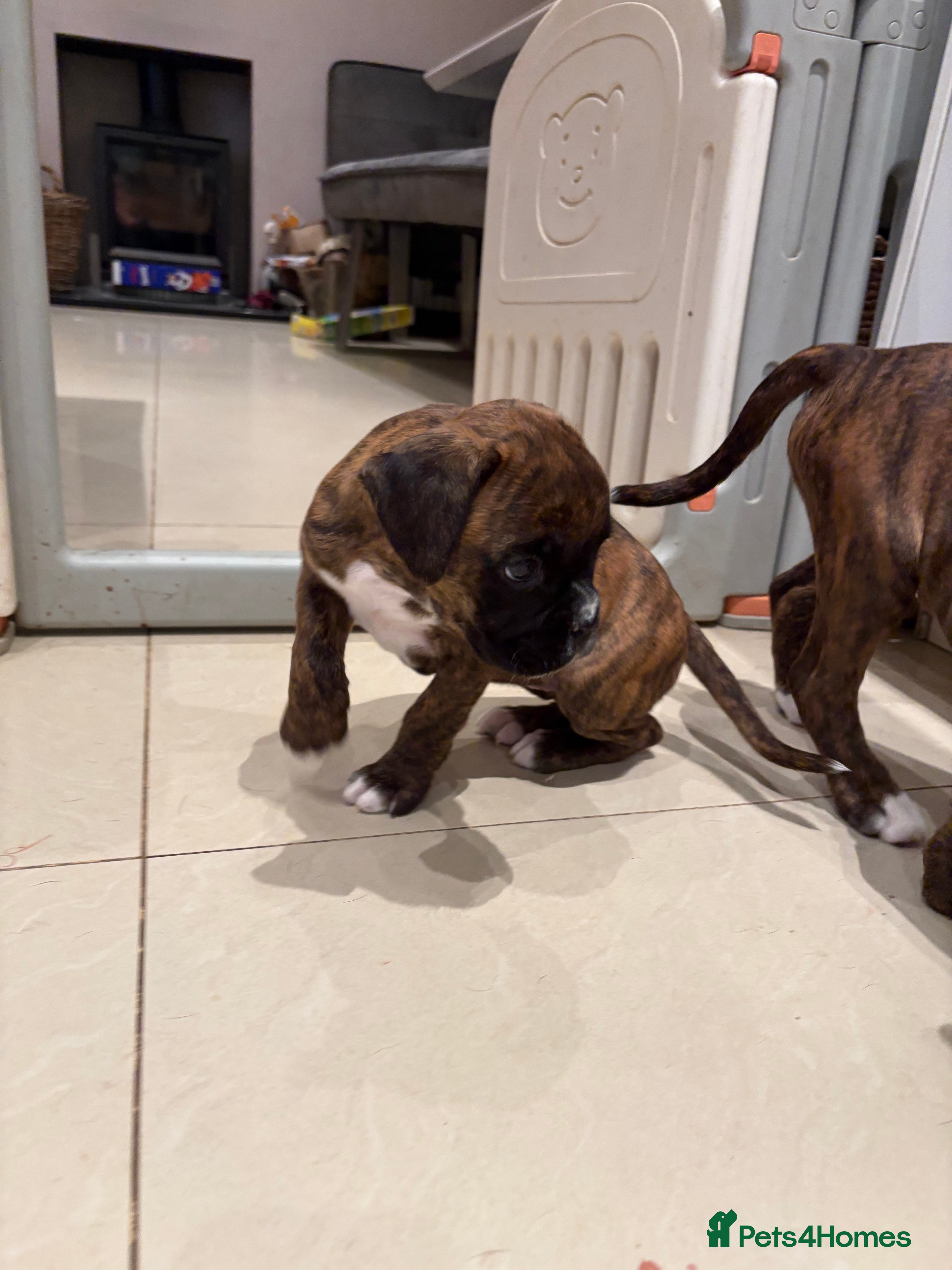 Boxer dogs READY NOW. LAST GIRL 🐶  - Advert 4