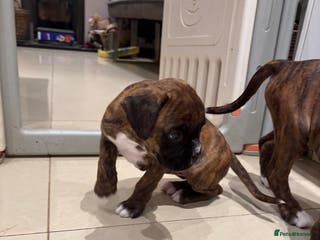 Boxer dogs READY NOW. LAST GIRL 🐶 - Advert 5
