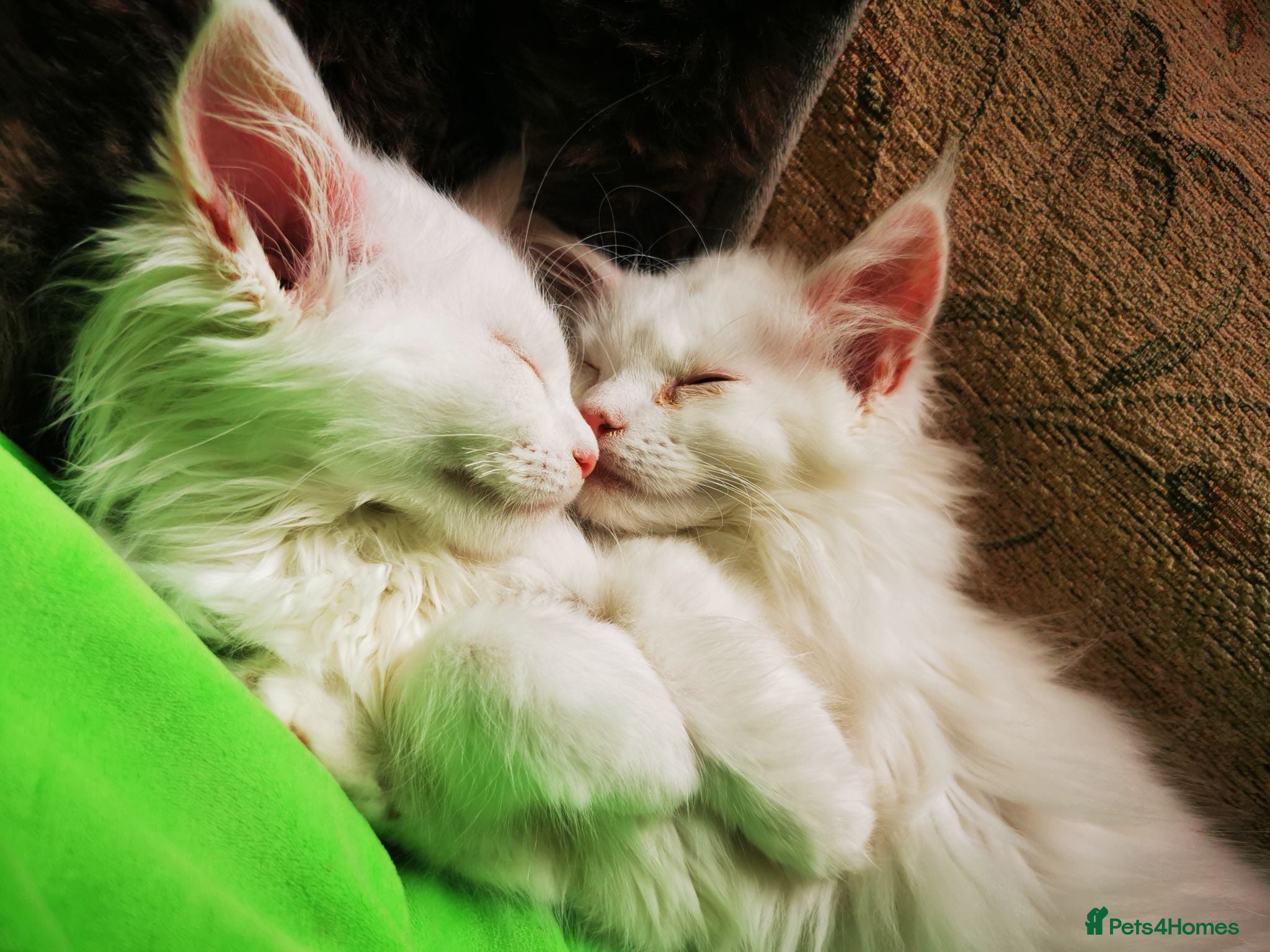 Maine Coon cats A Touch of Magic: White Maine Coon Girls Available - Advert 6