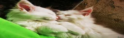 Maine Coon cats for sale: A Touch of Magic: White Maine Coon Girls Available - Advert 1