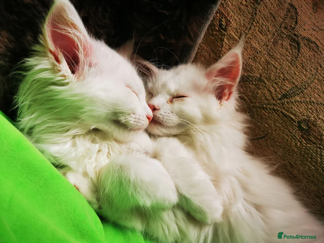 Maine Coon cats for sale: A Touch of Magic: White Maine Coon Girls Available - Advert 1