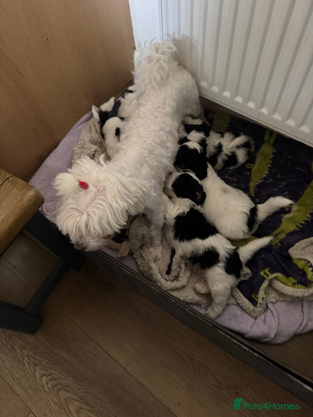 Bichon Frise dogs for sale: Bichon Frise X Bichon Havanez  - Image 22