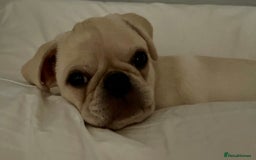 Pug dogs for sale: Casper is ready for his new home  - Image 1
