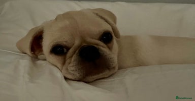 Pug dogs - Advert 3