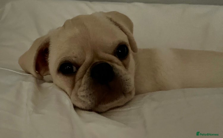 Pug dogs - Advert 2