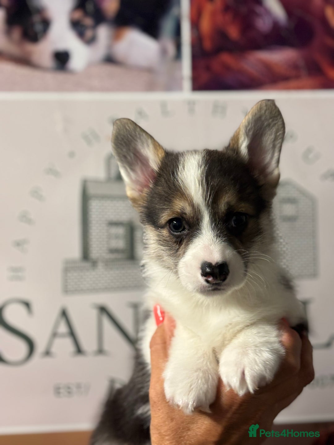 Welsh Corgi Pembroke dogs for sale: Pedigree, health tested parents, licensed breeder - Image 3