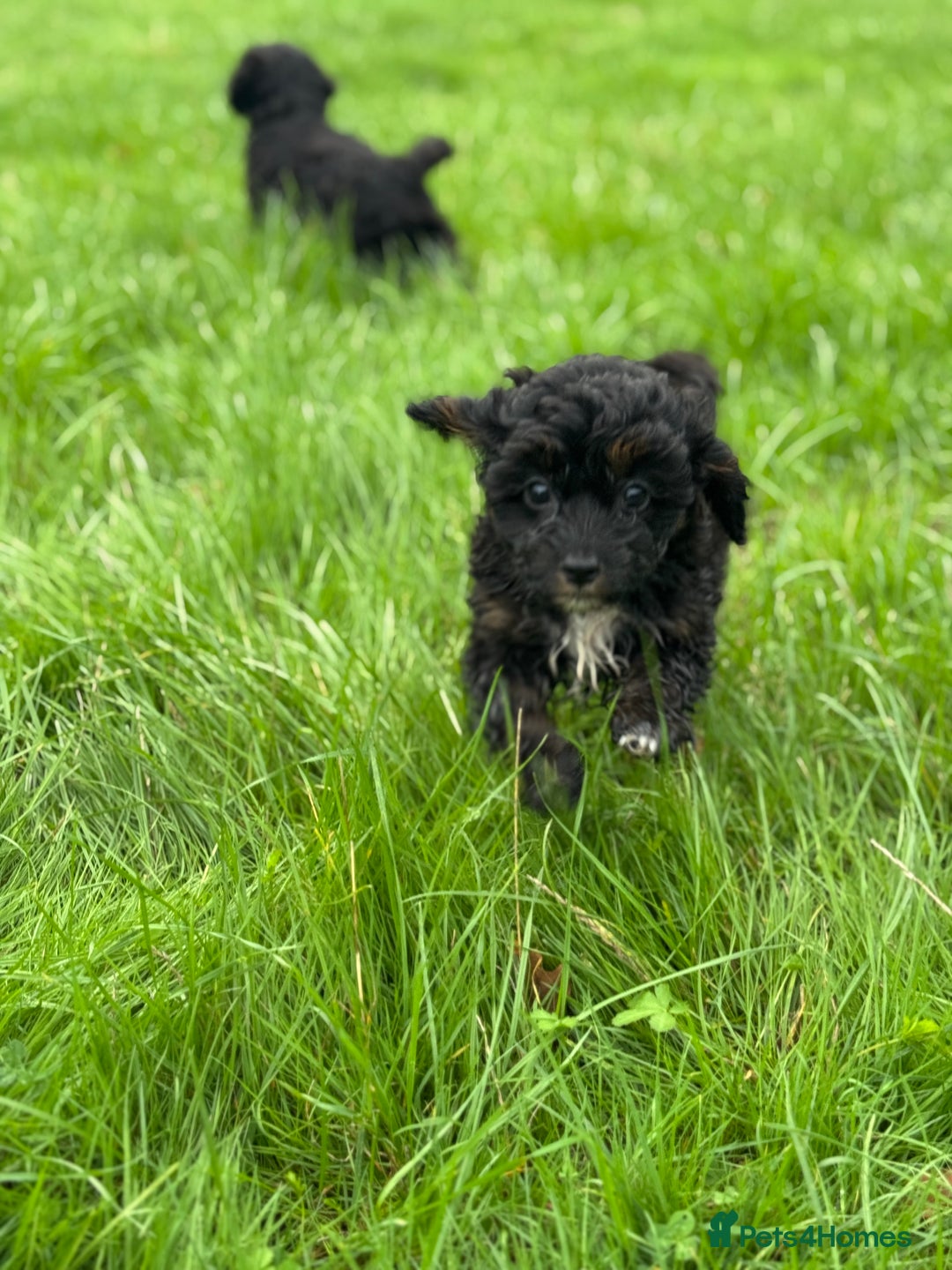 Cavapoo dogs for sale: Cavapoo F1 pups health tested parents  - Image 8