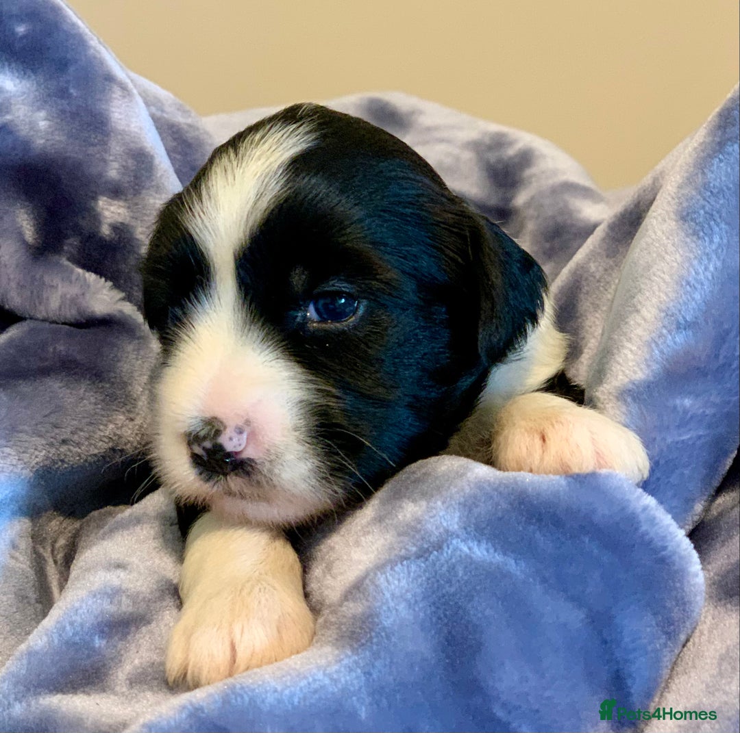 Tibetan Terrier dogs for sale: Lovely Litter of KC Reg Tibetan Terrier puppies  - Advert 7