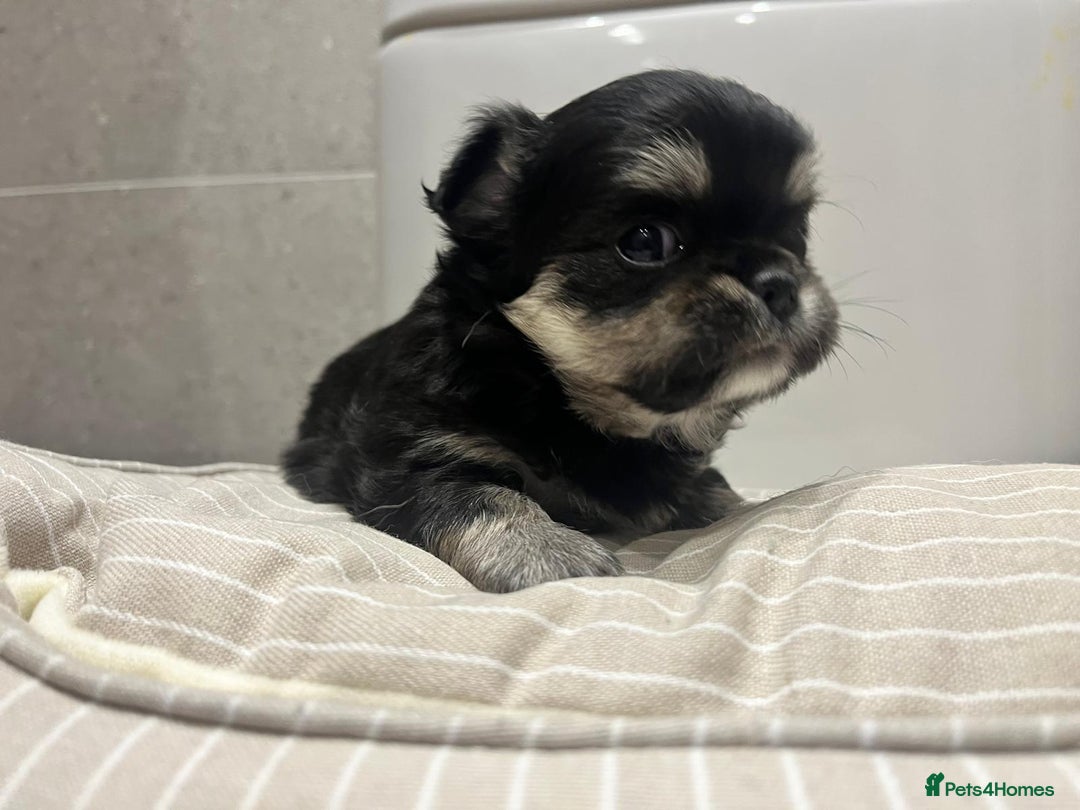 Chihuahua dogs for sale: 🩵💙 Very FLUFFY BOY Chihuahua 💙🩵 - Advert 3