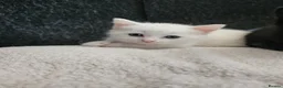 Persian cats for sale: Pure white long hair kittens. - Advert 23