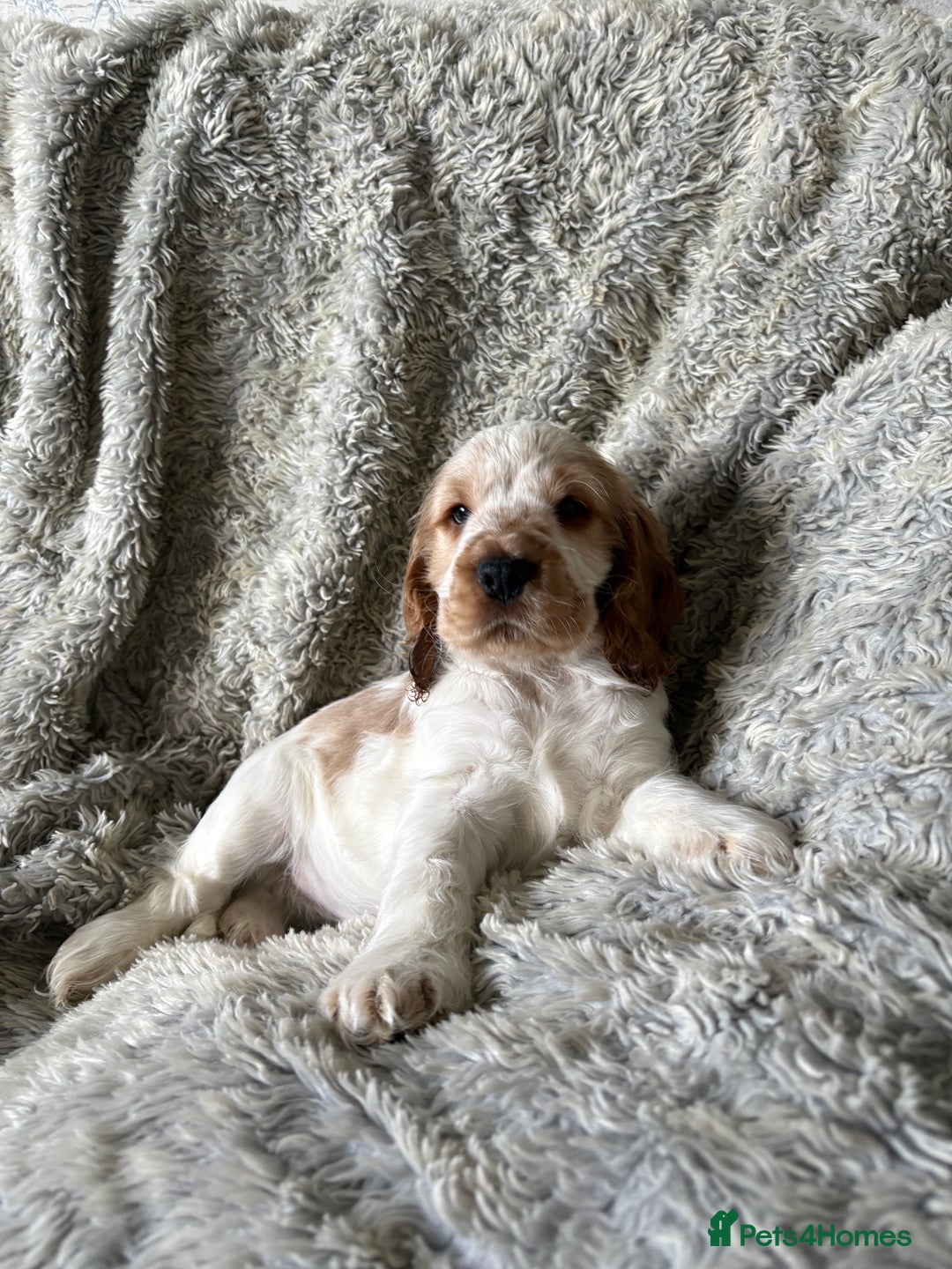 Cocker Spaniel dogs for sale: 2 orange roan cocker spaniels  - Advert 2